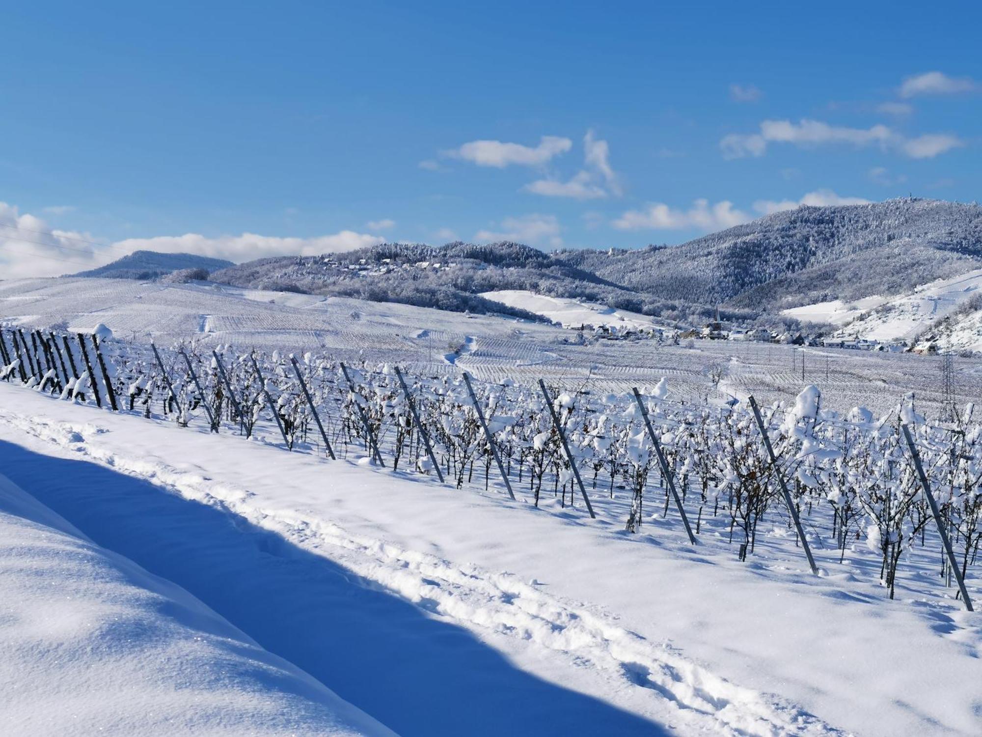 Entre Ville Et Vignes - Gite Classe 3 Etoiles Ingersheim Exteriör bild