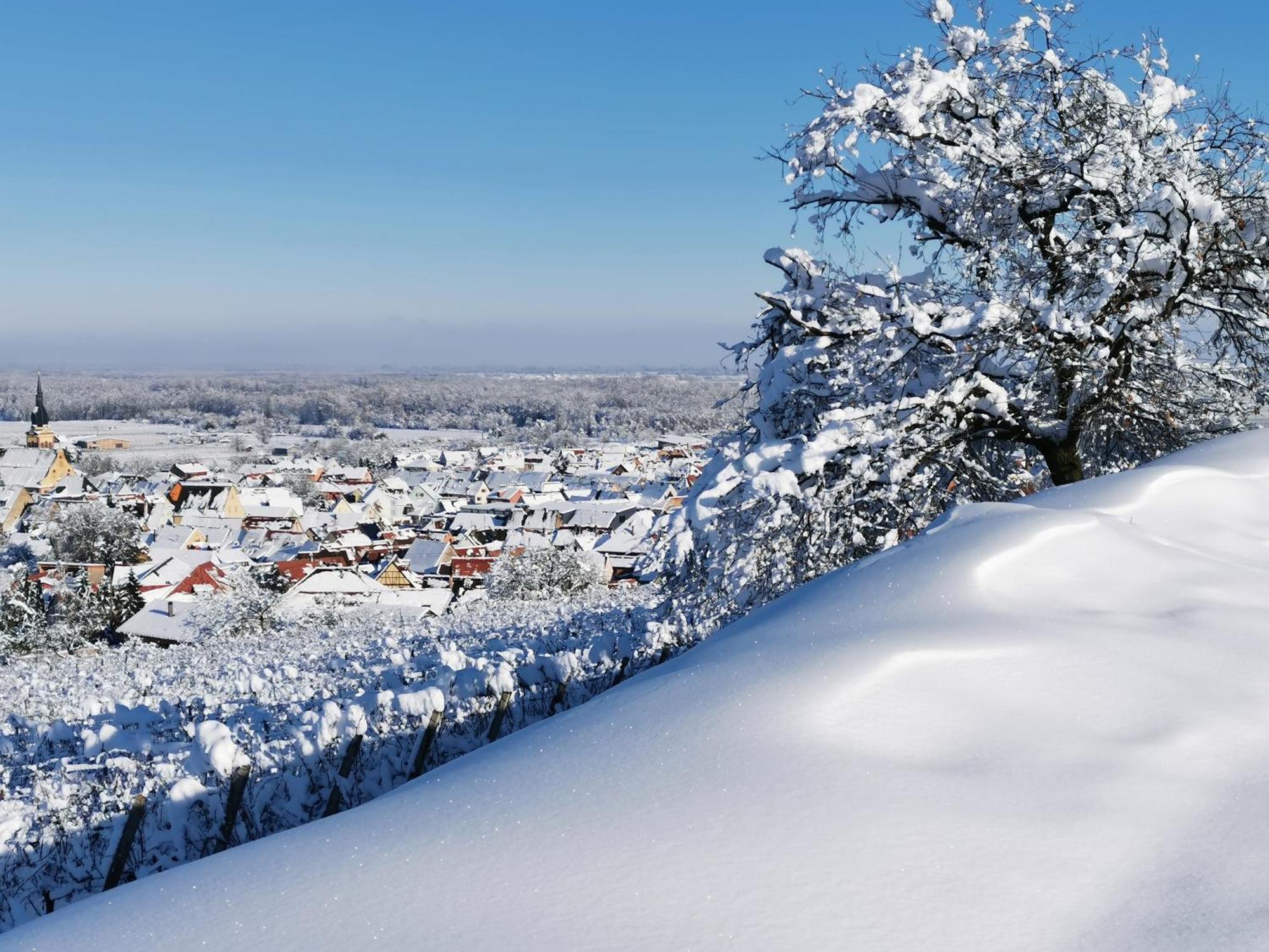 Entre Ville Et Vignes - Gite Classe 3 Etoiles Ingersheim Exteriör bild