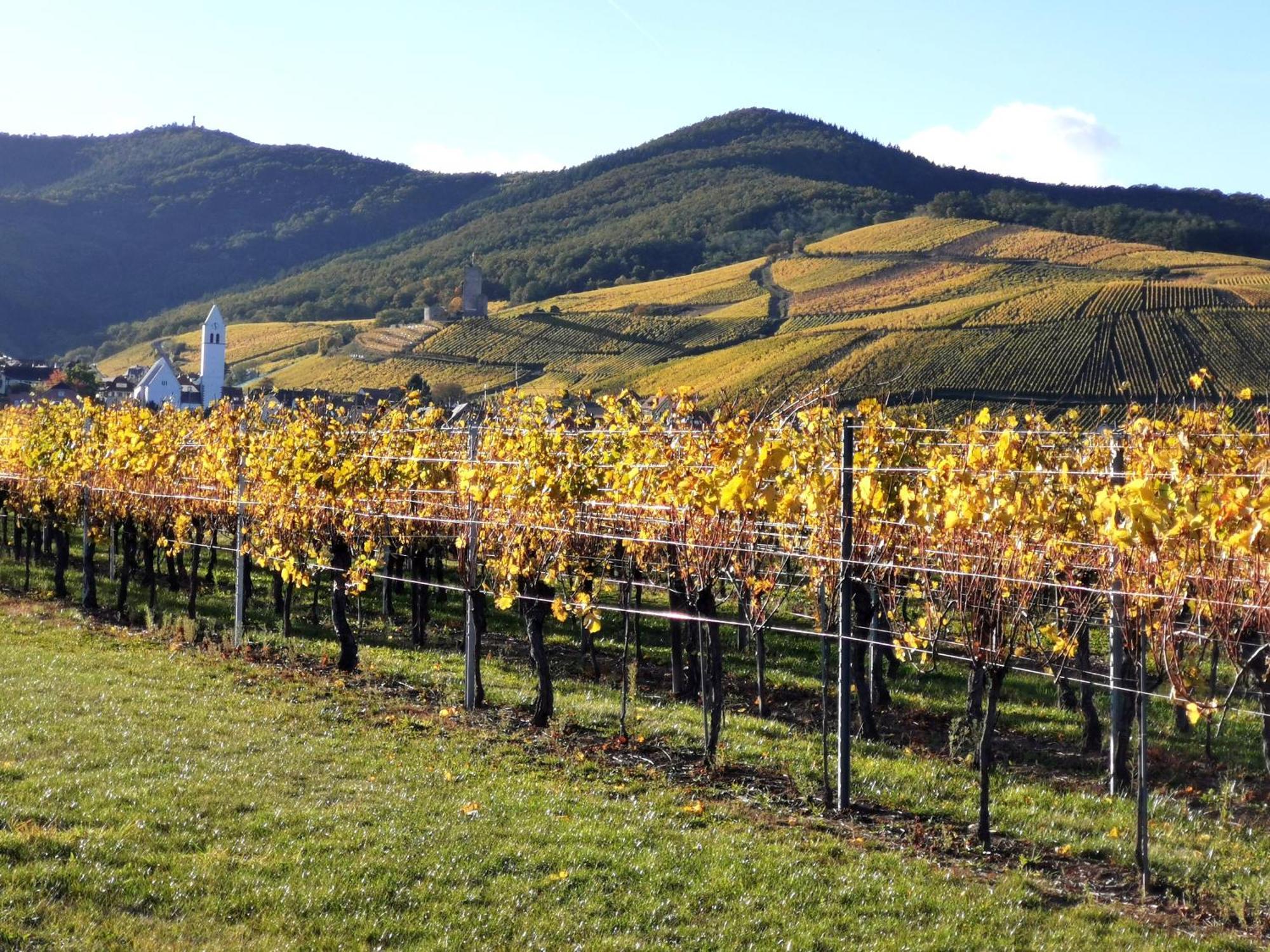 Entre Ville Et Vignes - Gite Classe 3 Etoiles Ingersheim Exteriör bild